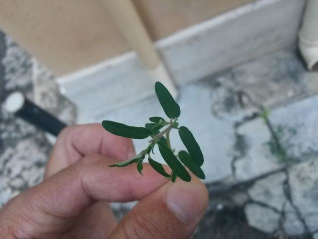 Chamaesyce maculata
